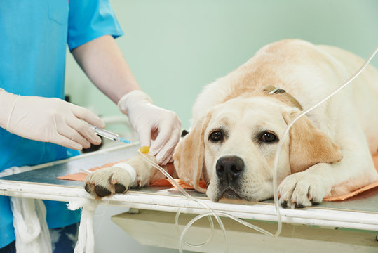 Cirurgia de castraçao de cachorro