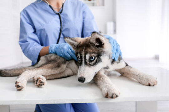 Clínica veterinária 24 horas perto de mim