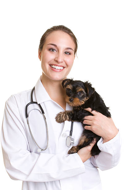 Clinica veterinaria com internação