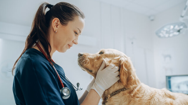 Clínica veterinária perto de mim em Fortaleza