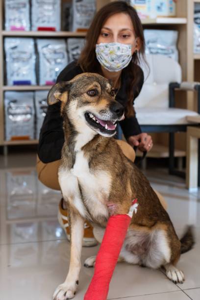 Fisioterapia animal em Fortaleza