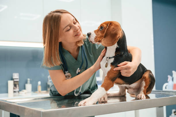 Hospital 24h veterinário no Ceará