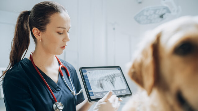 Hospital veterinário 24 horas mais próximo