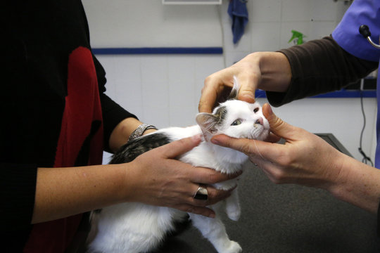 Hospital veterinário 24h