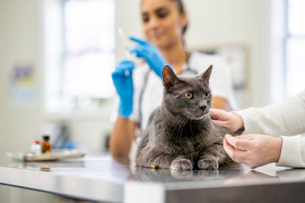 Hospital veterinario de gatos