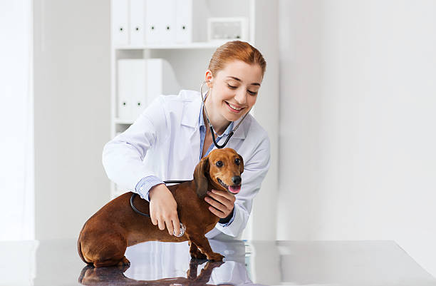 Hospital veterinário mais próximo