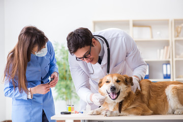 Laboratorio veterinario 24 horas