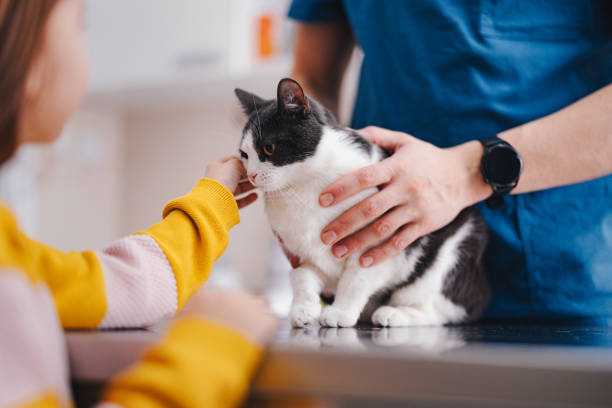 Ortopedista veterinário em Fortaleza