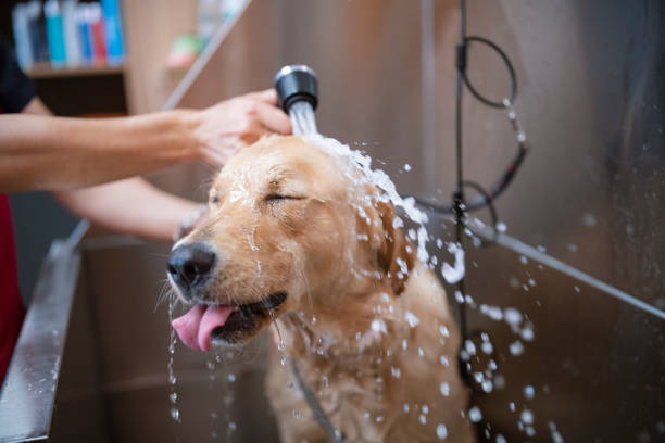 Pet shop perto de mim banho e tosa no Ceará