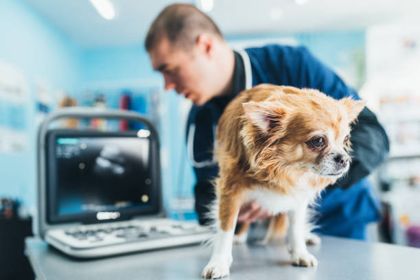 Raio x veterinário no Ceará