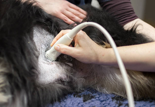 Ultrassonografia veterinária em Fortaleza