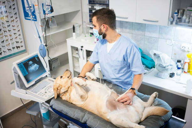 Ultrassonografia veterinária no Ceará