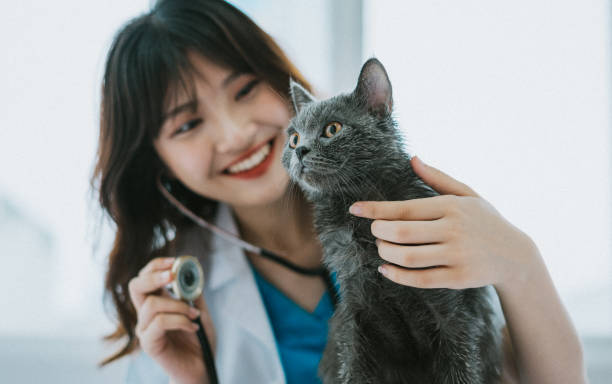 Veterinária especializada em gatos em Fortaleza