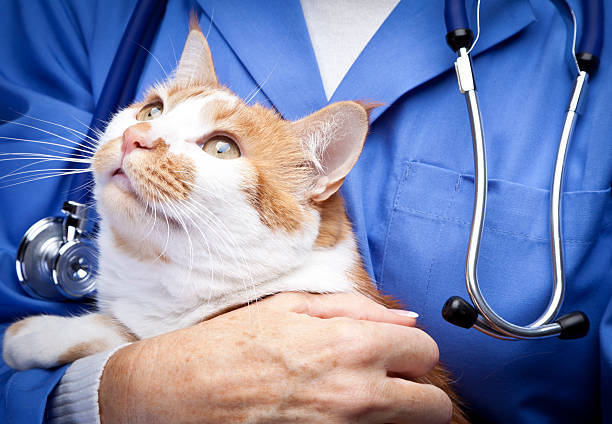 Veterinária especializada em gatos no Ceará