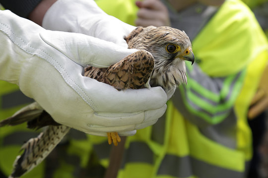 Veterinário aves silvestres