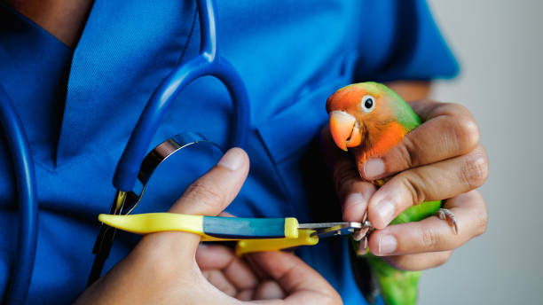 Veterinário aves silvestres em Fortaleza