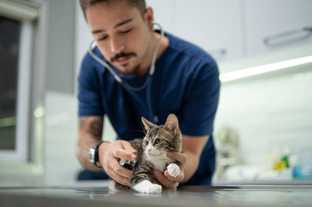 Imagem ilustrativa de Veterinário dermatologista no Ceará