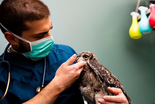 Veterinário silvestre 24 horas em Fortaleza